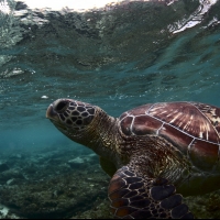 World Turtle Day