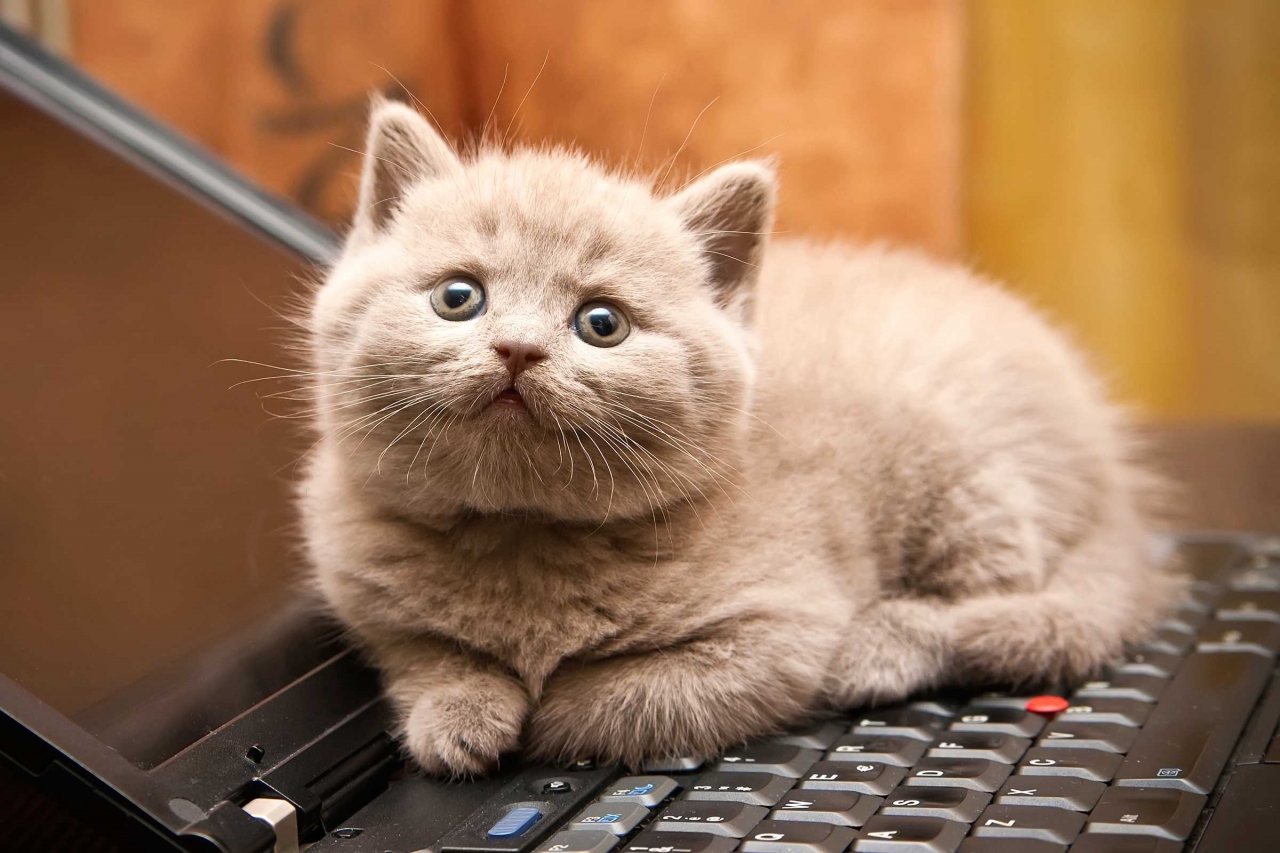 01-cat-wants-to-tell-you-laptop.jpeg