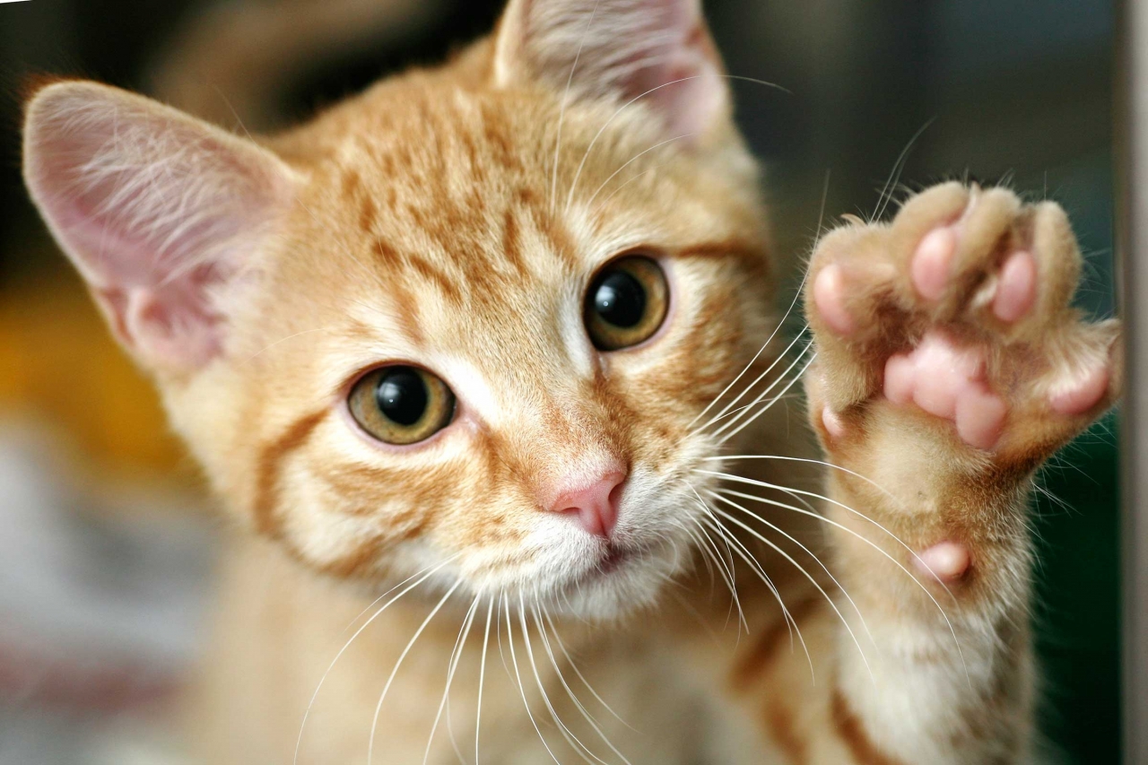 06-train-cat-shake-hands.jpeg
