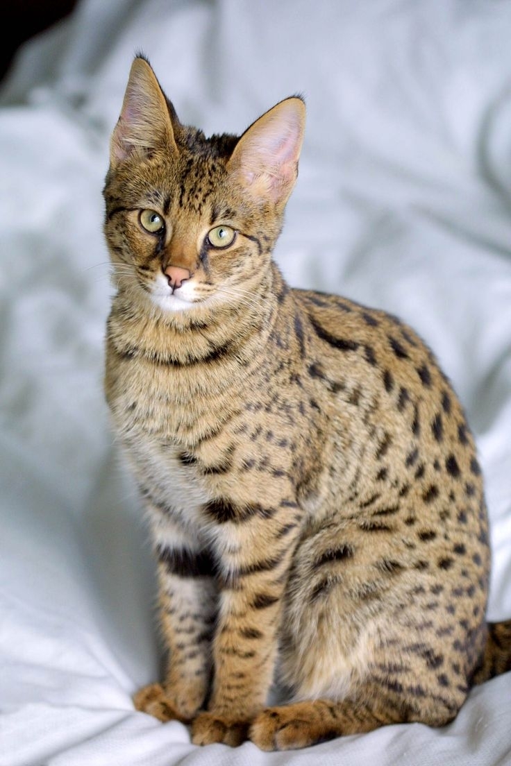 3232bfc8007bb3d4f18954c4794df65a--savannah-cats-savannah-cat-price.jpeg