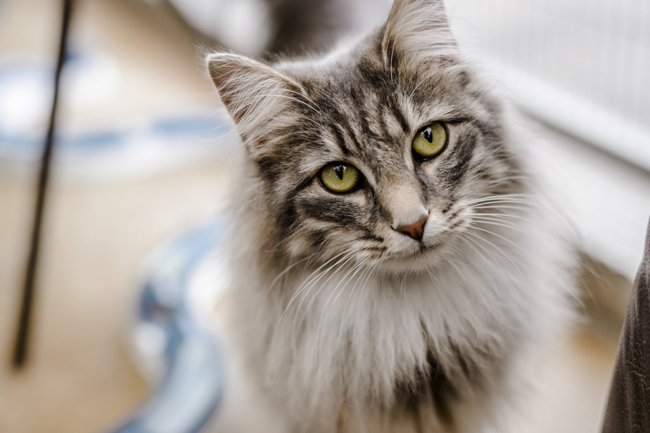 124044lpr.jpeg - Norwegian forest cat Uma at Burford rehoming centre.